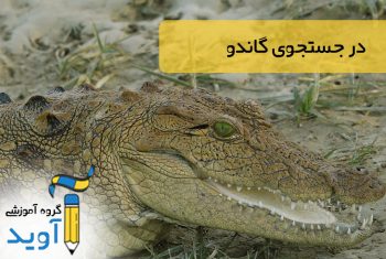 در جستجوی گاندو